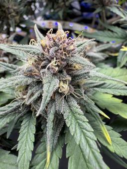 Tropicana Cookies Auto - картинка 2