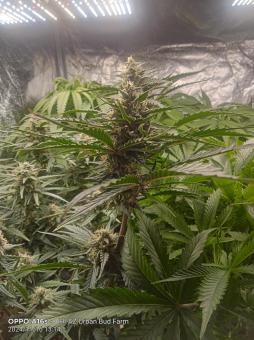 White Widow Auto - картинка 5