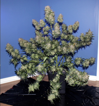 Girl Scout Cookies Auto - картинка 8
