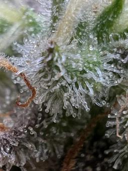 Super Silver Haze - картинка 2