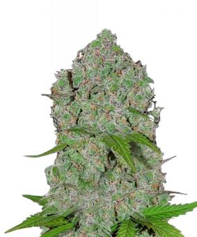 Orange Sherbet Auto - картинка 1