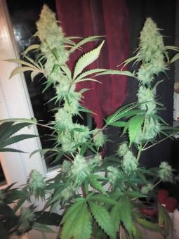 Critical genetics fem - картинка 4