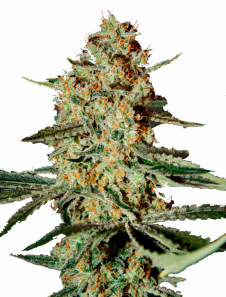 Himalaya Gold