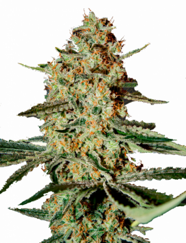 Himalaya Gold