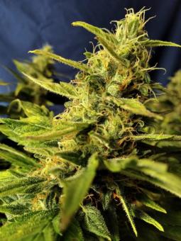 Sherbet Queen Auto - картинка 8