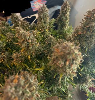 Wedding Glue Auto - картинка 3