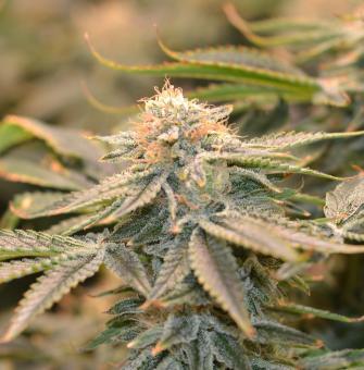Nicole Og Kush - картинка 5