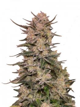 Lemon Pie Auto fem