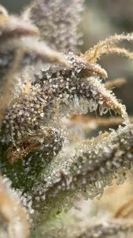 Wedding Glue Auto - картинка 5
