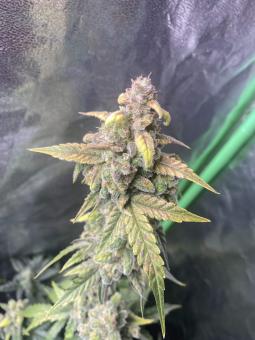 Exodus Cheese Auto - картинка 1