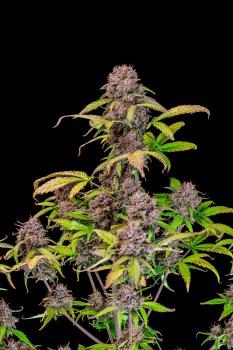 Lemon Cherry Cookies Auto fem