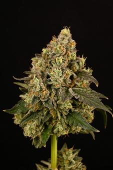 Apollo Black Cherry - картинка 2