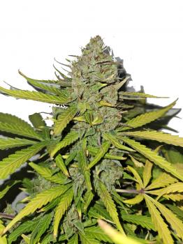 Auto Sugar Black Rose