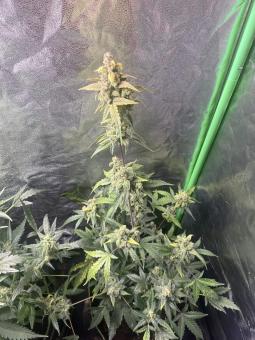 Exodus Cheese Auto - картинка 3