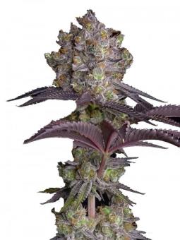 Pineapple - картинка 1