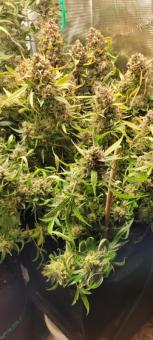 White Widow - картинка 6