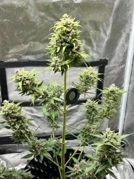 Pound Cake Auto fem