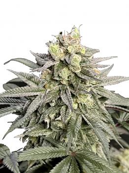 Nicole Og Kush