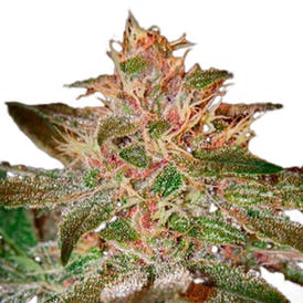 Pure Kush