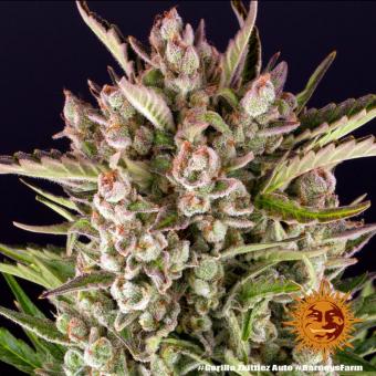 Gorilla Zkittlez Auto - картинка 6