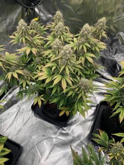Blueberry Auto - картинка 5