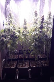 Galaxy CBD - картинка 6