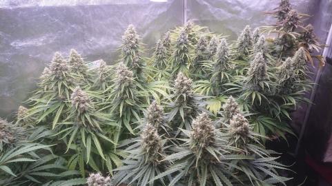 Sweet Valley Kush - картинка 3