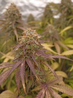 Gorilla Girl XL Auto - картинка 6