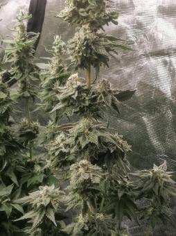 Sweet Mandarine Zkittlez F1 Fast Version - картинка 3