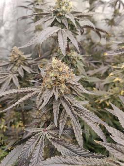 Super Lemon Haze x RS11 - картинка 3