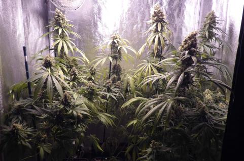 Galaxy CBD - картинка 7