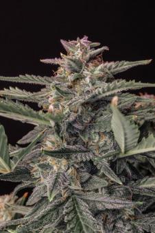 White Widow Auto XXL - картинка 4