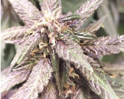 Auto Dark Purple - картинка 3