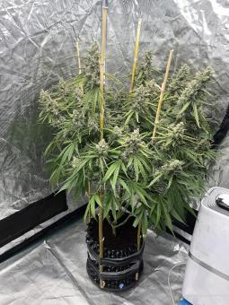 Super Lemon Haze x Pink Cande - картинка 2