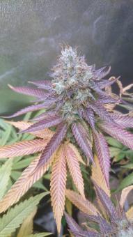 Sweet Valley Kush - картинка 4