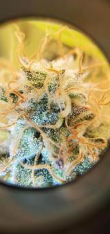 Exodus Cheese - картинка 8