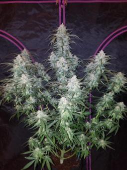 Pineapple Express Auto - картинка 9