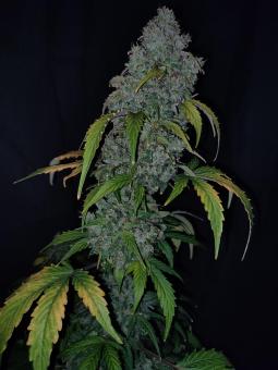 CBD Auto 20:1 - картинка 1
