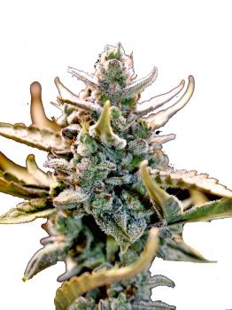 Amnesia Zkittlez Auto