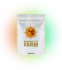 Mimosa x Orange Punch Auto