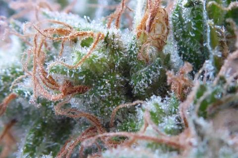 Galaxy CBD - картинка 8