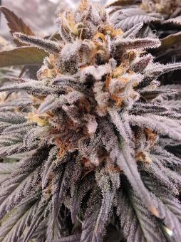 Gelato - картинка 2