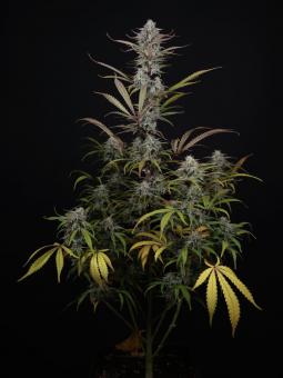 HighCloudZ Auto - картинка 2