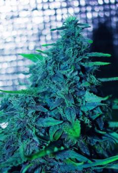 Sweet Purple