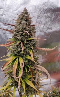 Purple Punch OG XL Auto® - картинка 4