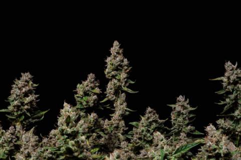 Purple Lemonade Auto - картинка 4