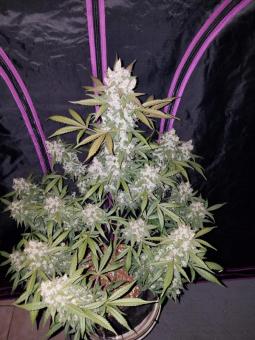 Girl Scout Cookies Auto - картинка 1