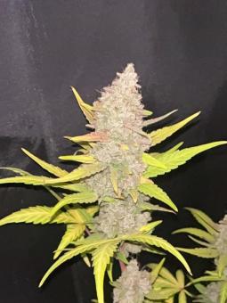 Purple Punch Auto - картинка 12