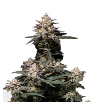 Purple Lemonade FF fem
