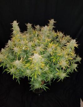 Rhino Ryder Auto - картинка 9